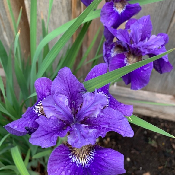 Meet Your Posher, Keeley - Picture 5 of 8